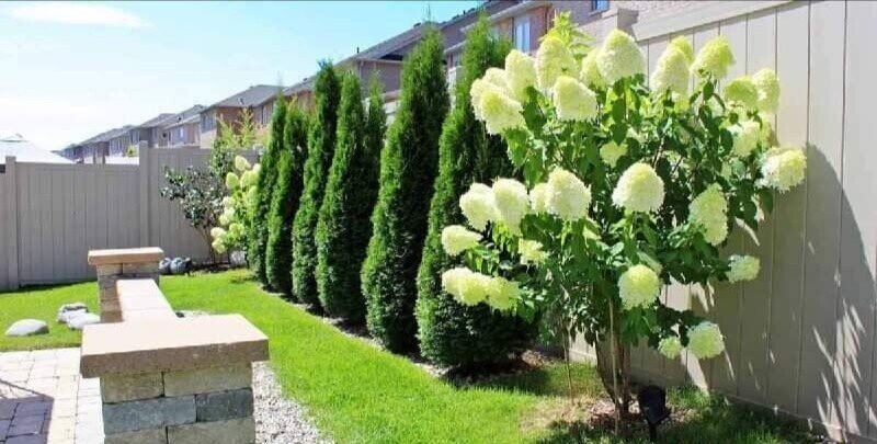 Туя и гортензия - две соседки | УСЛУГИ САДОВНИКОВ В МОСКВЕ И МО | Дзен