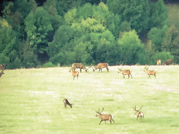     Вид ревущих оленей вскружит голову любому охотнику. Фото автора.