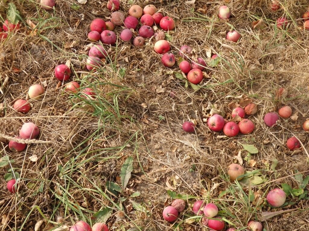  Осень в саду