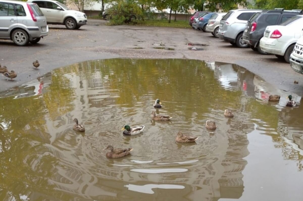    Парковка у многоэтажки в Твери превратилась в пруд с утками