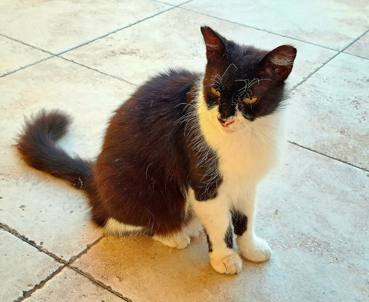 Старый кот вышел на охоту. Фото автора