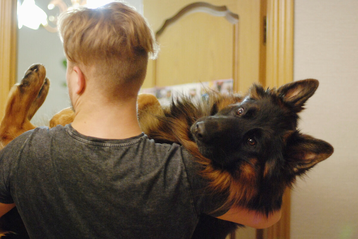 Немецкая овчарка кайфует на руках у владельца