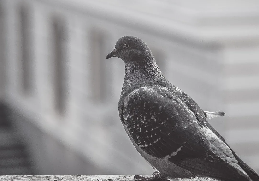 Голубка на окне. Голуби в деревне. Голубятня для голубей. Голубь и голубка. Голубь за окном.