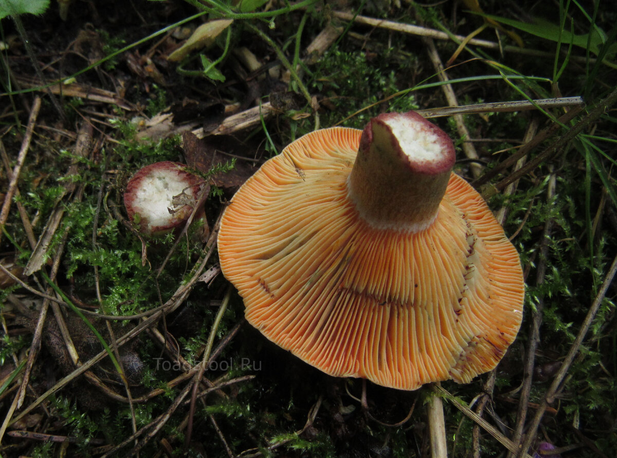 Рыжик ответ. Рыжик еловый (Lactarius deterrimus). Рыжик Сосновый/Боровой (Lactarius deliciosus);. Рыжик еловый/еловик (Lactarius deterrimus);. Рыжик еловый и Рыжик Сосновый.