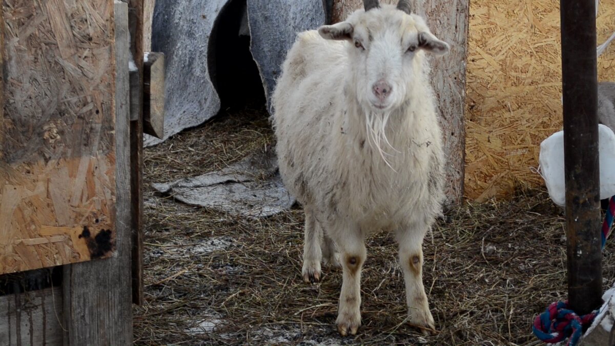 Маше страшно, очень страшно! 