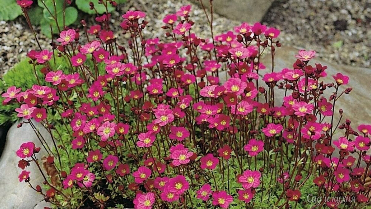 Камнеломка 