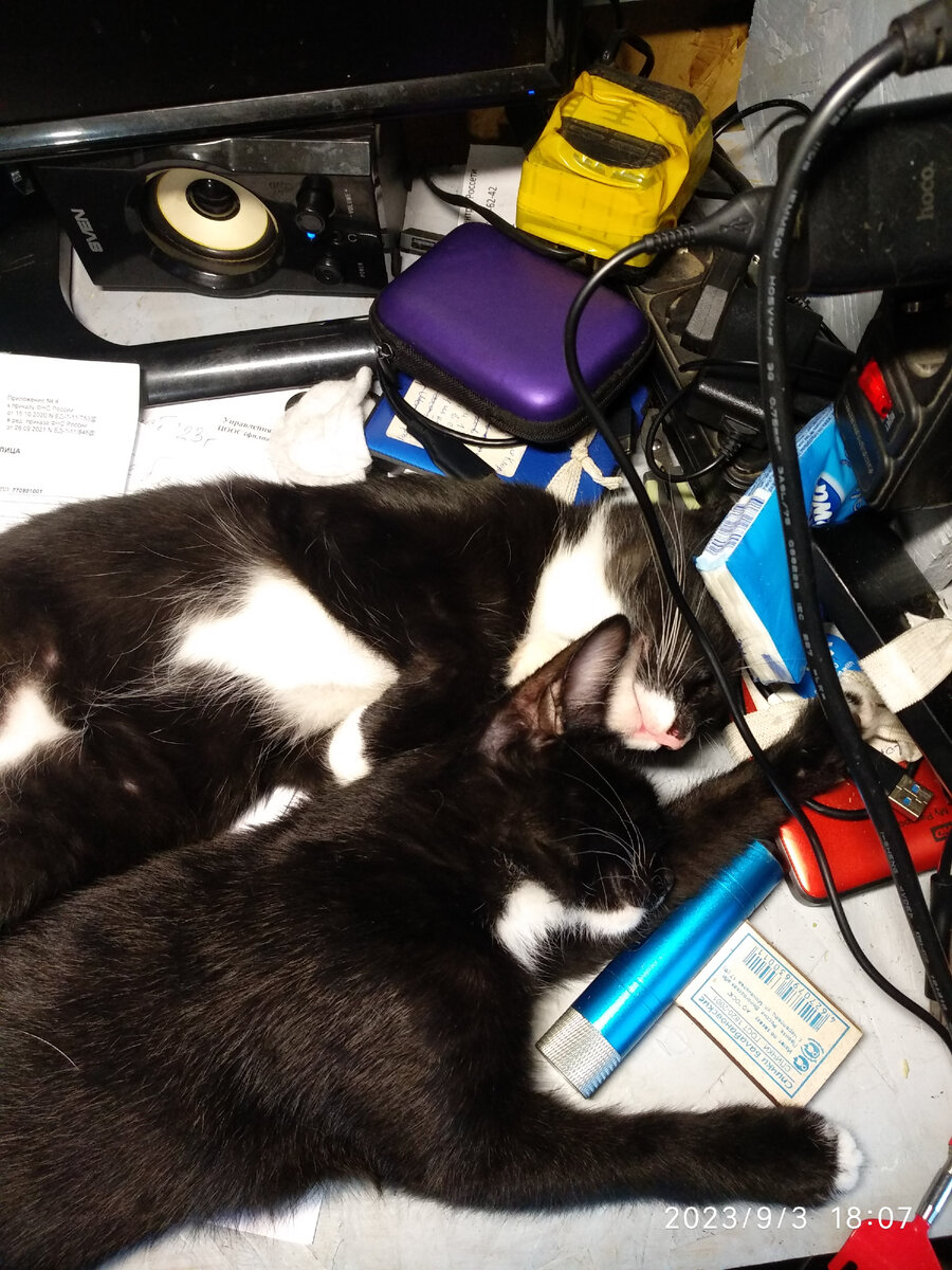 Мотя и Гера