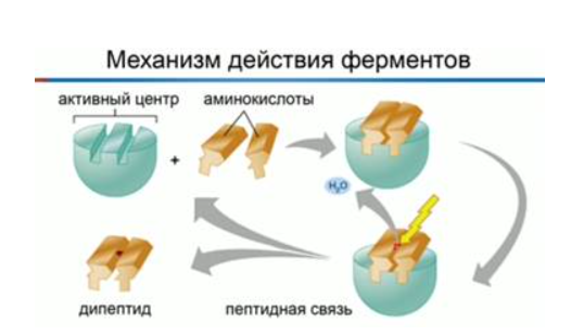 Этапы действия фермента