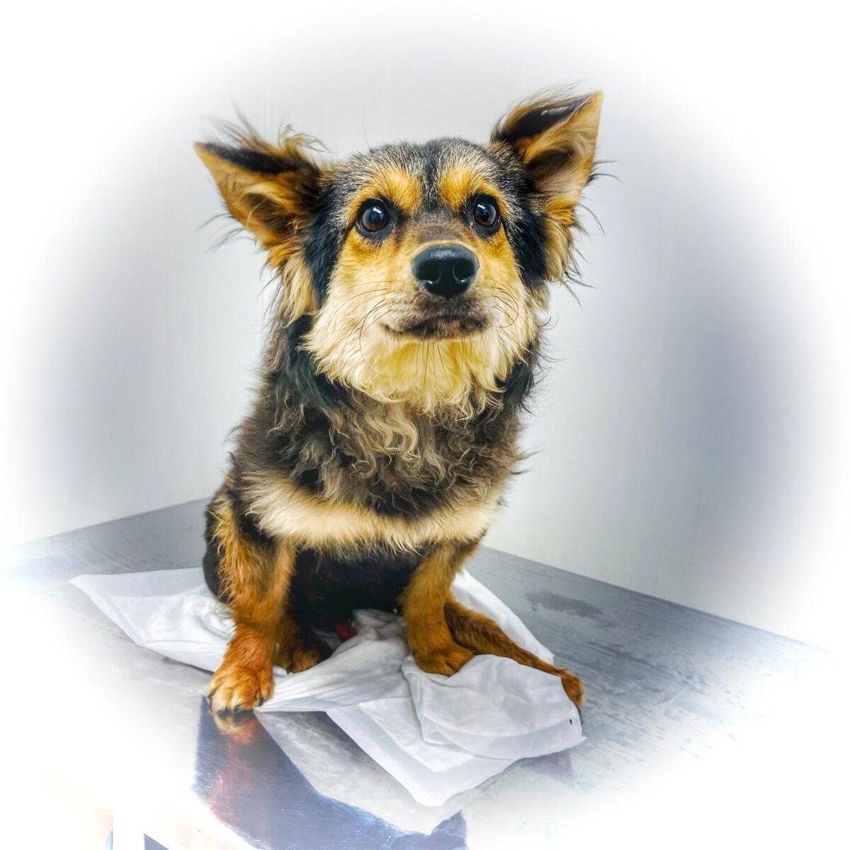 Собака - Цыпа путешественник в приюте для бездомных животных