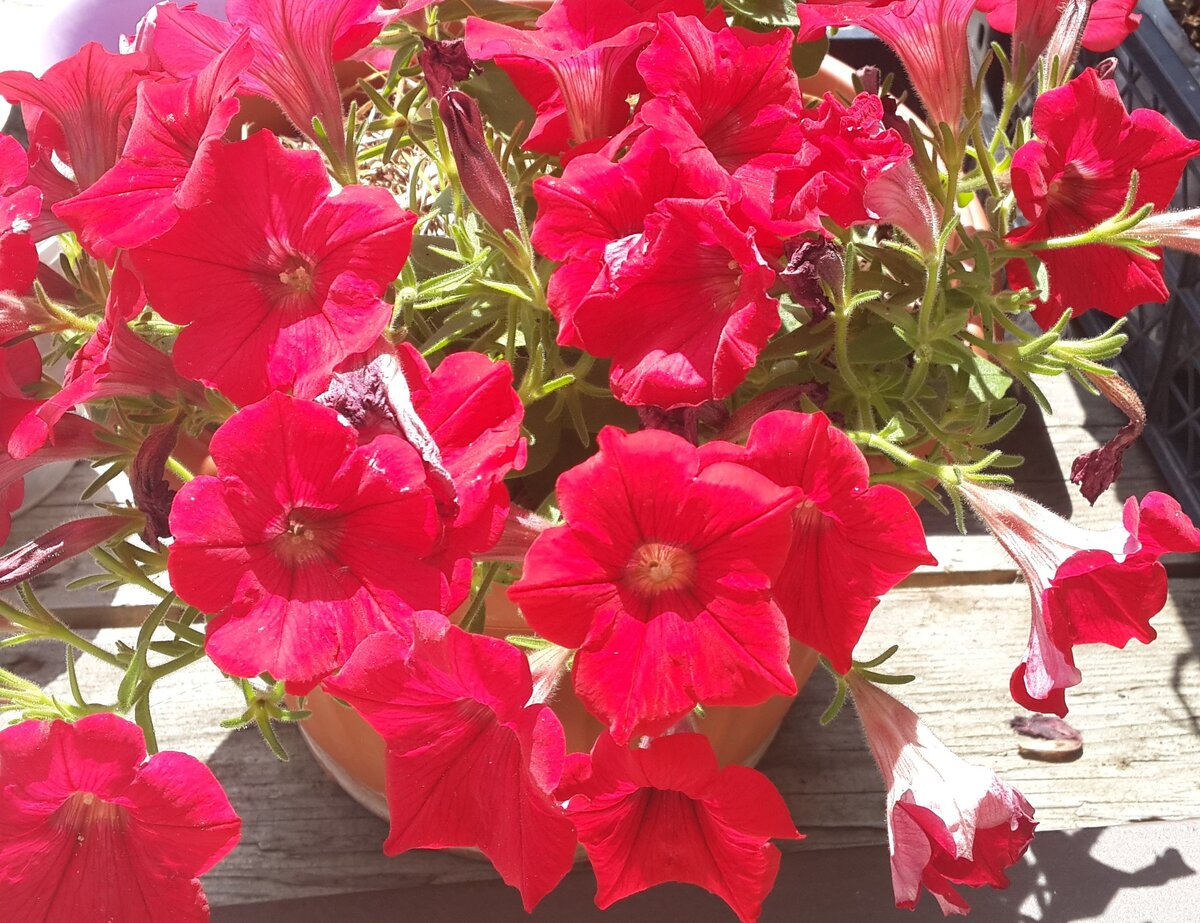 Календарь садовода и огородника на июнь 2021