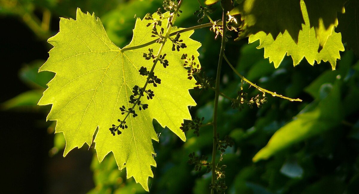 фото с сайта pixabay.com