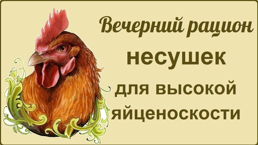 Курица несушка: кормление вечером 🐔 Состав корма  🐔 Сравниваем яйца