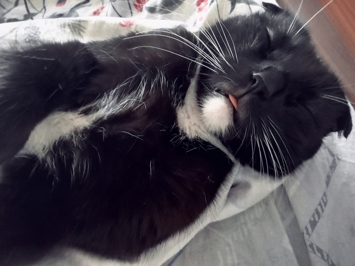 Сурен показывает вам язычок