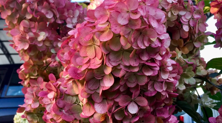 Гортензия Самарская Лидия