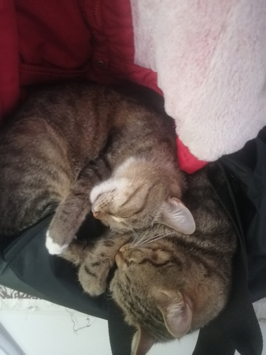 С котом Баксом