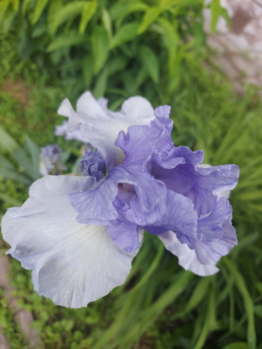 Цвета ирисов разнообразны