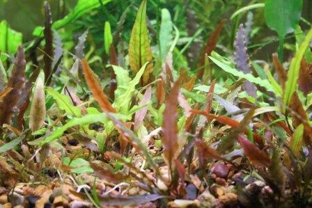 Криптокорины