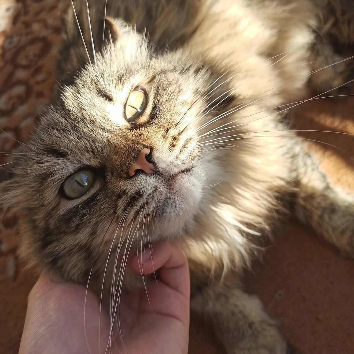 Сейчас кот спит исключительно на лоджии