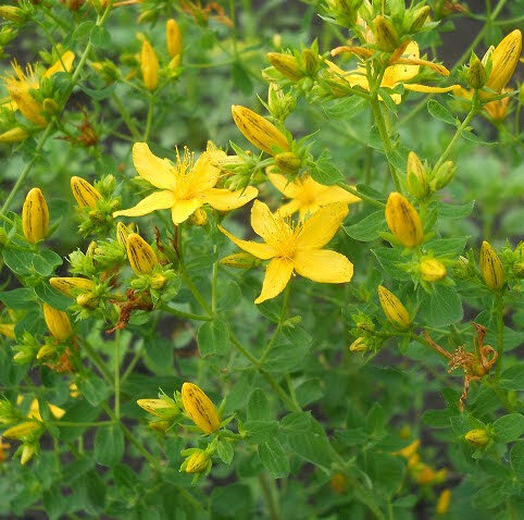 Зверобой. Фото из личного архива.