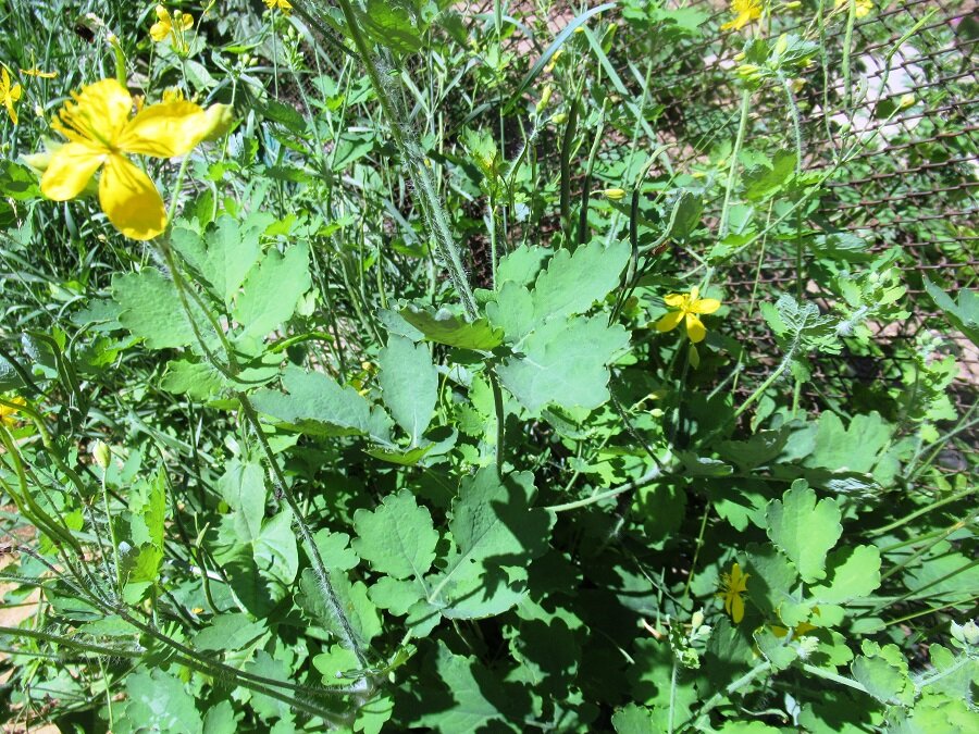 растение чистотел фото автора