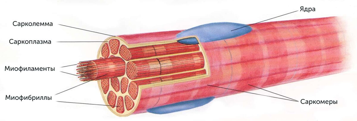 Схема строения мышечного волокна