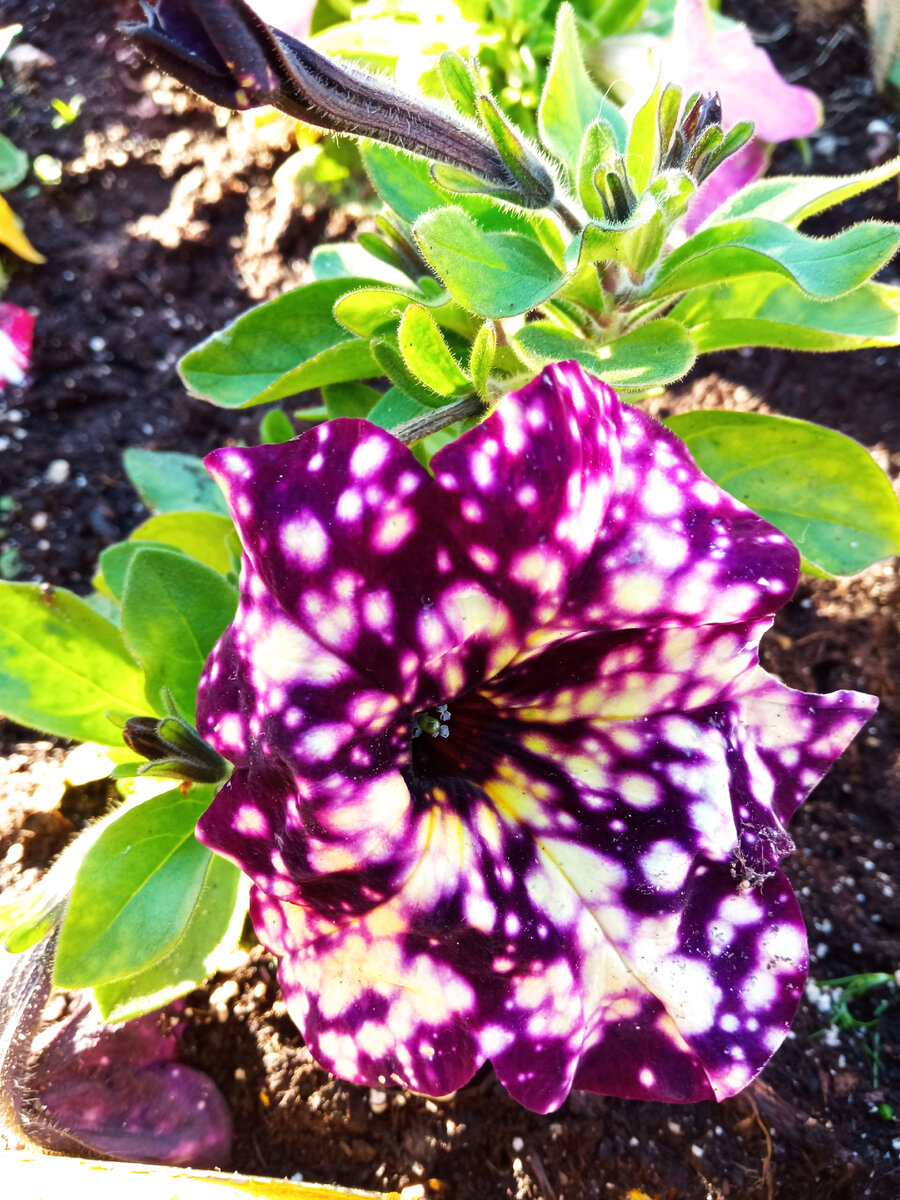 Звездное небо