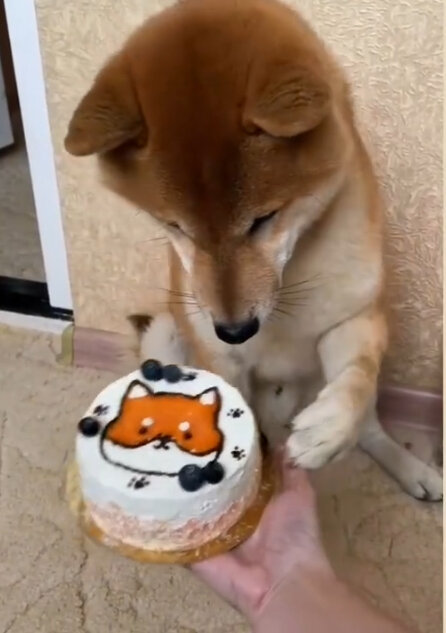 @toshi_shiba - фото владельцев из Инстаграм с тортом от @petsburg_ 