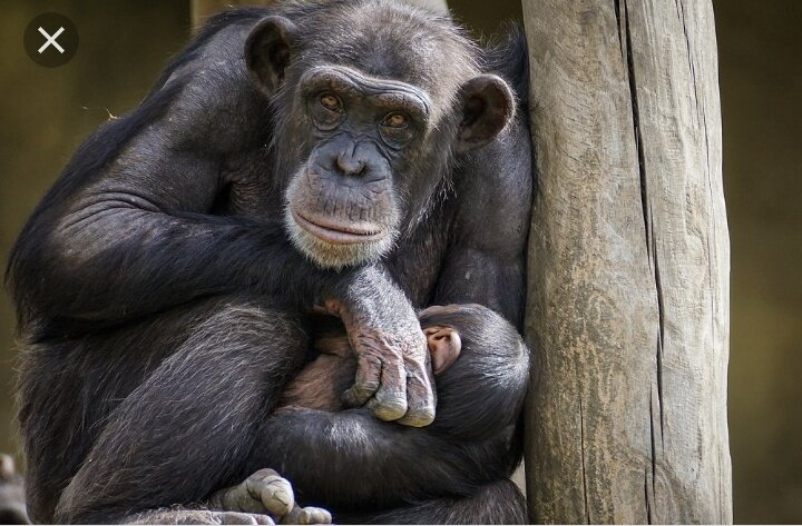 Вы видите грусть в его глазах?