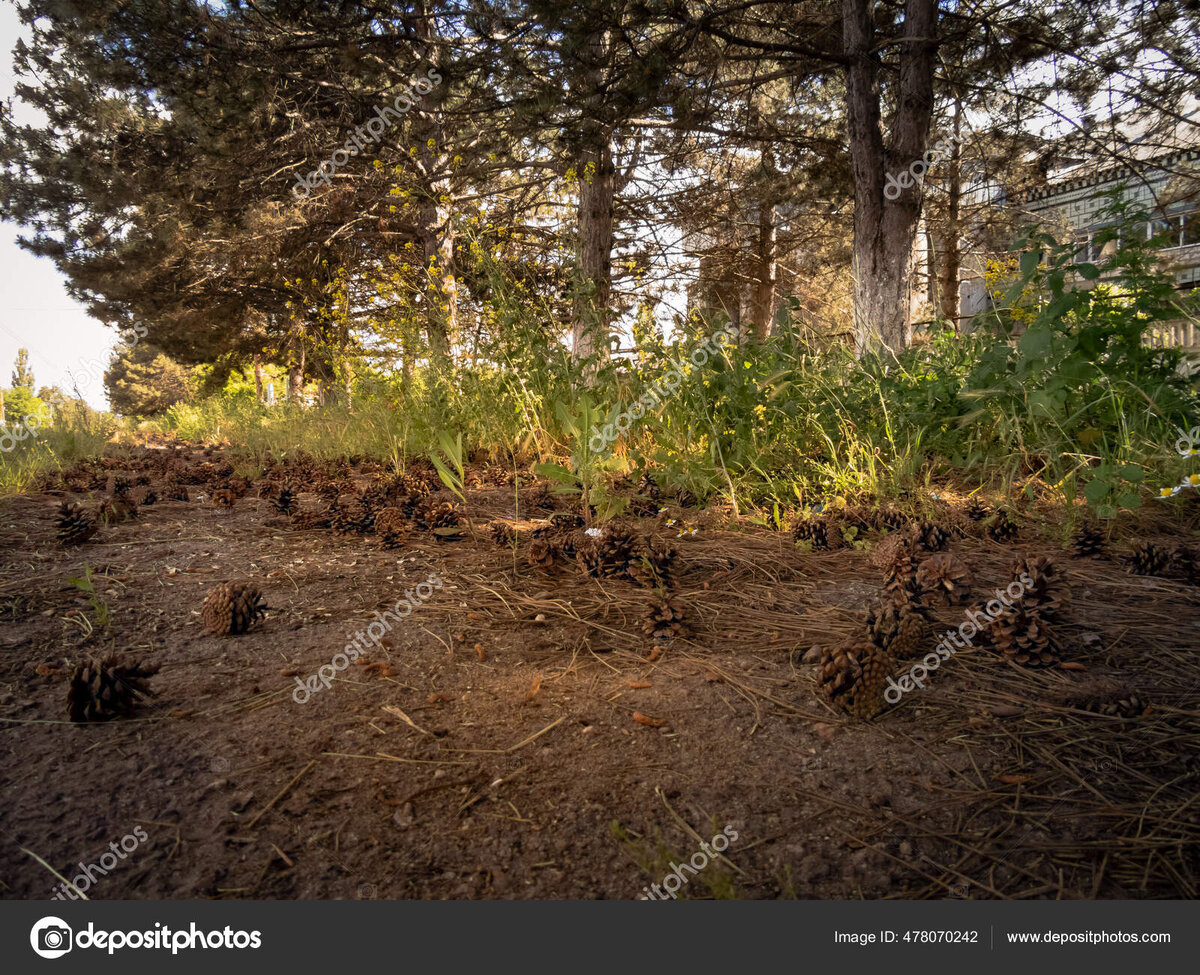 Фотограф Natalia Bazilenco
