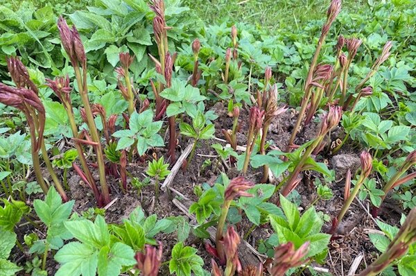 Первая подкормка понравилась не только пионам, но и сныти