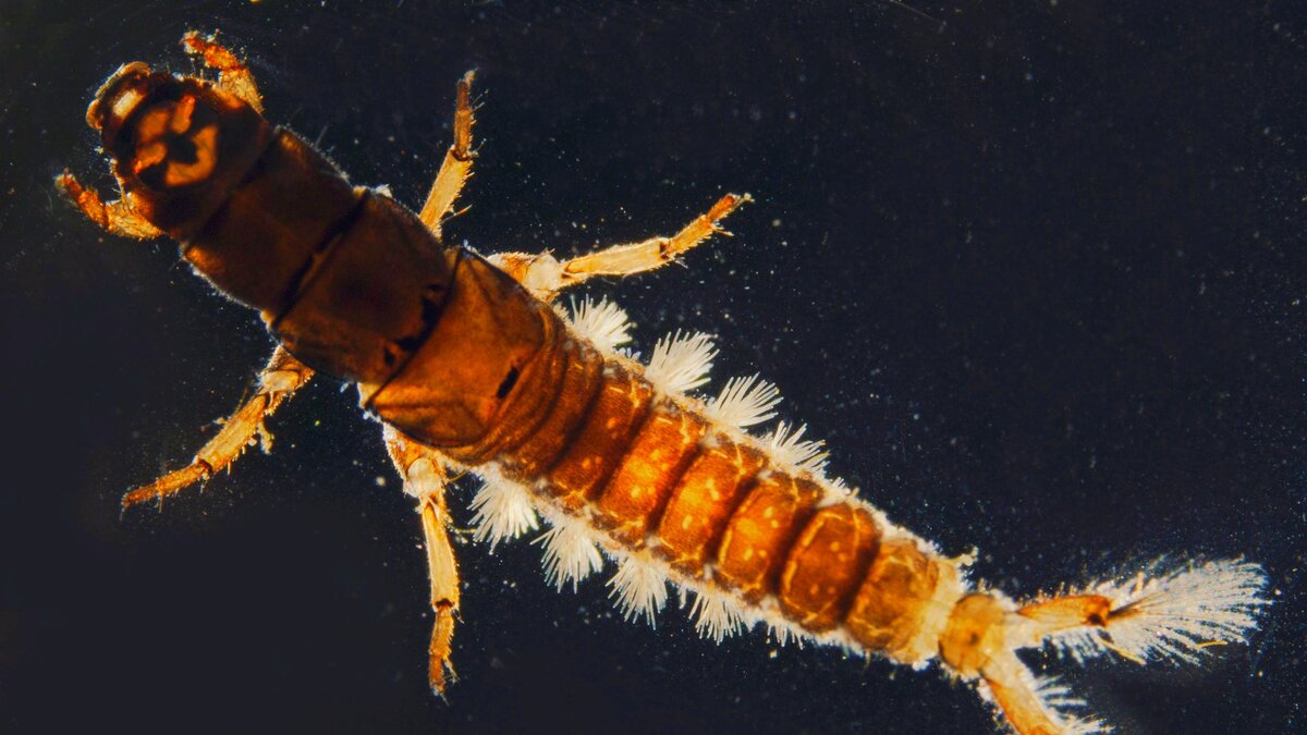 Вот такой вот я красивый!