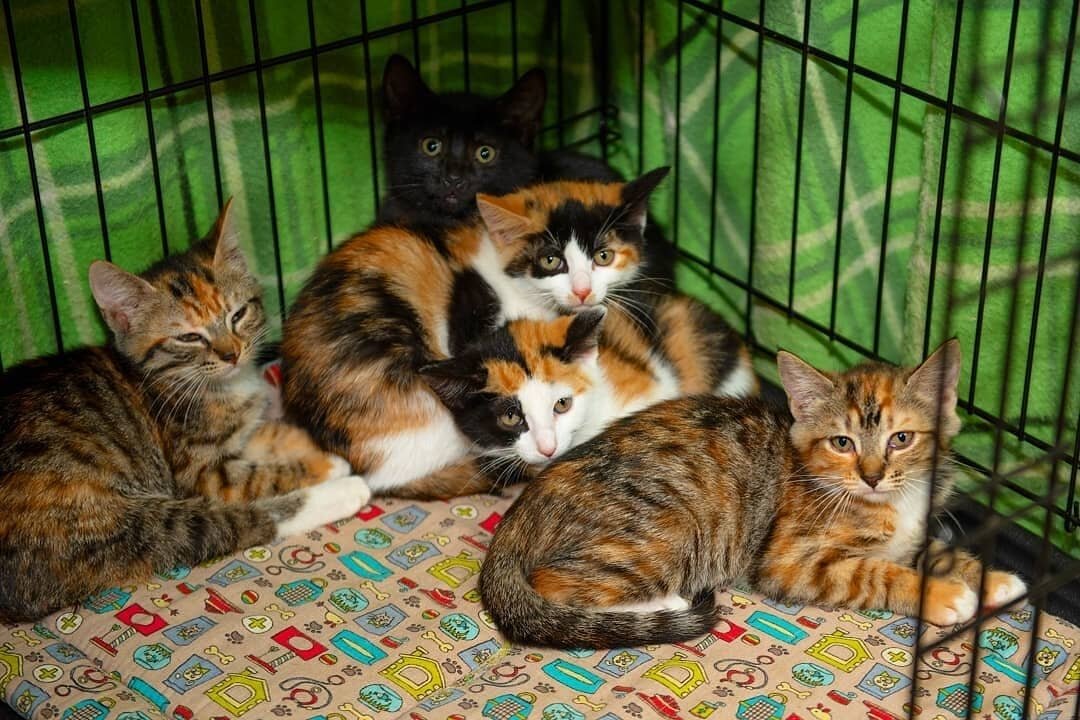 Котята родились в подвале. Их участь была бы печальна, если бы их не забрали оттуда. Давайте поможем деткам скорее найти родителей🙏