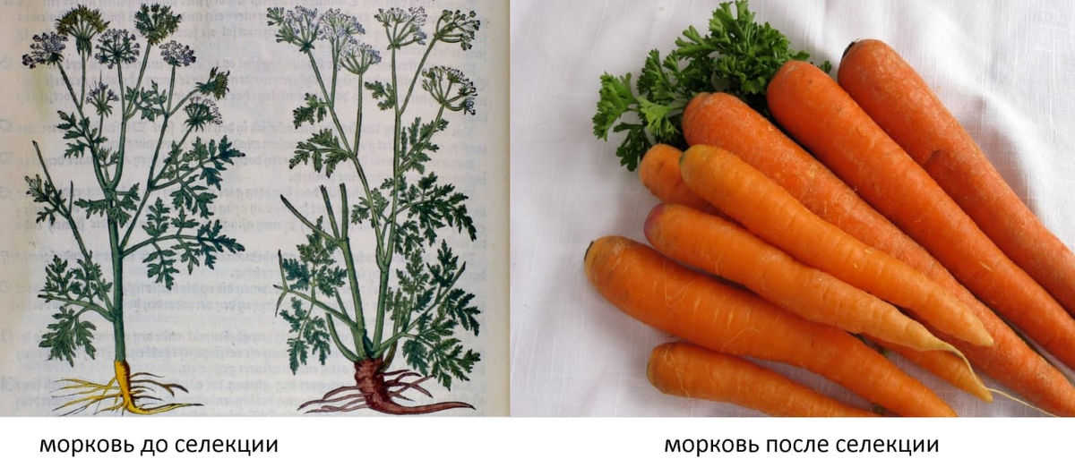 Зато была фиолетовая морковь