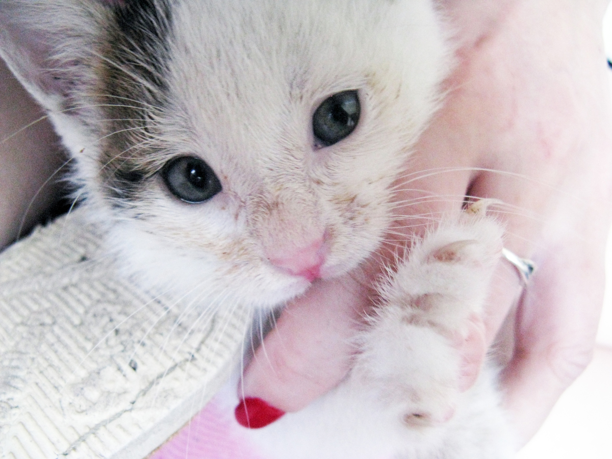 Тут мы уже лечимся, посмотрите какие у этого малыша синие глазки! И такая потешная выразительная мордашка