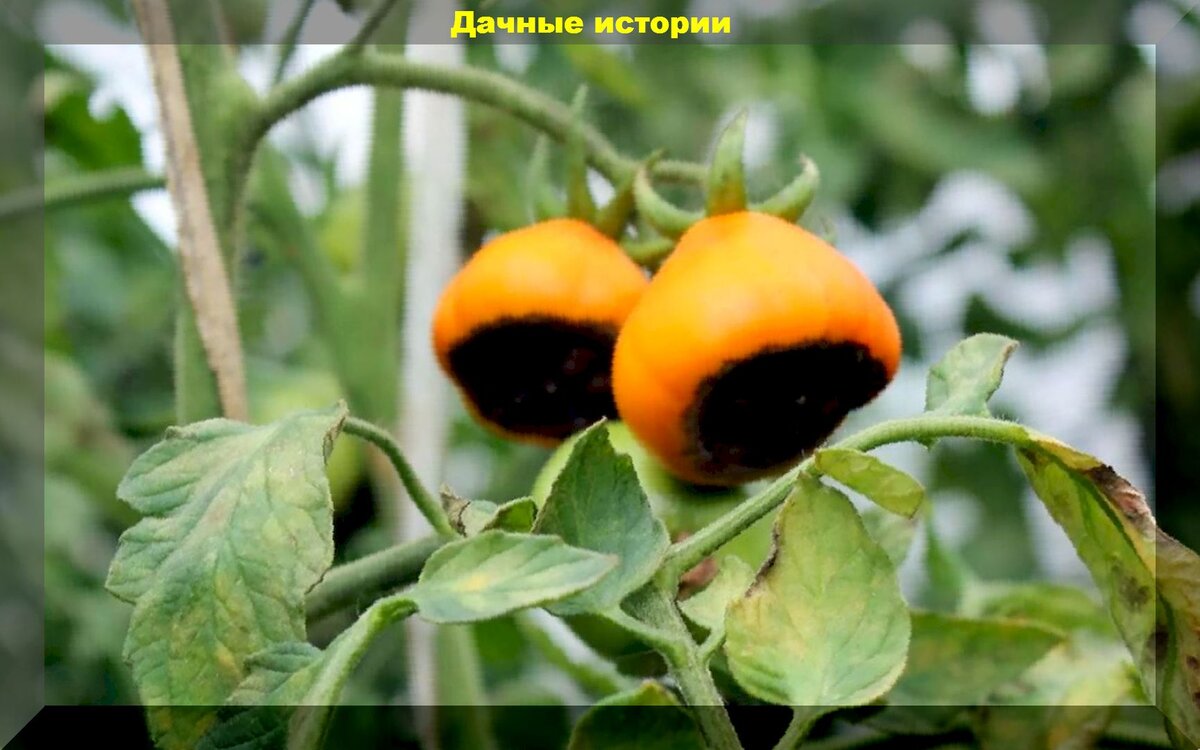 https://vk.com/photo-159774511_457248114