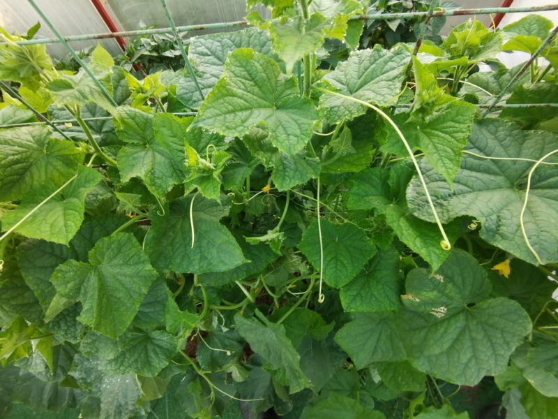 Огурцы. (Фото используется по стандартной лицензии ©ogorodnye-shpargalki.ru)