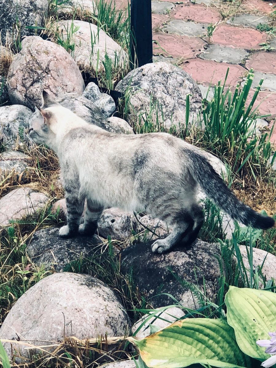 Плюша любит и ходить по камням около пруда и ловить стрекоз, которых здесь очень много. 