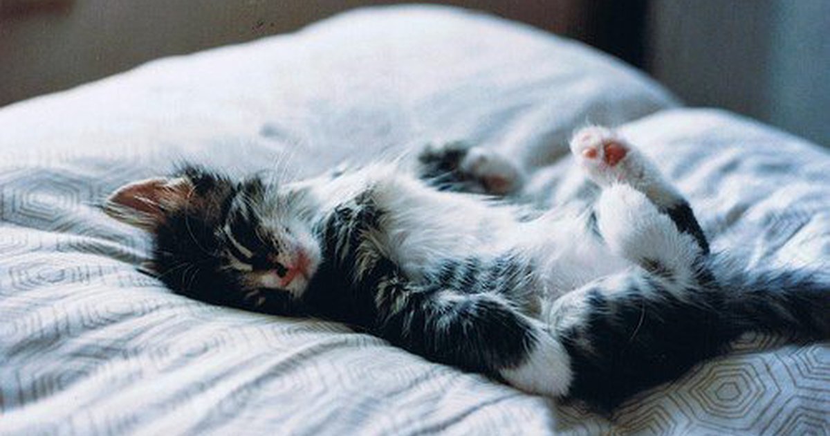 Картинки взяты с просторов интернета в свободной доступе.