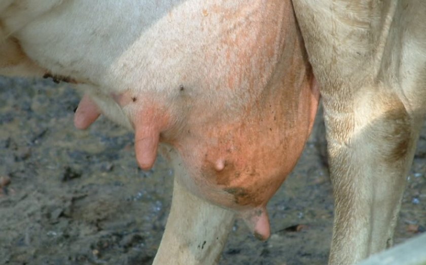Ответы gkhyarovoe.ru: корова 5 месяцев стельная а молоко начало горчать почему