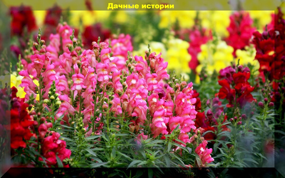 Antirrhinum Snaptastic Pink