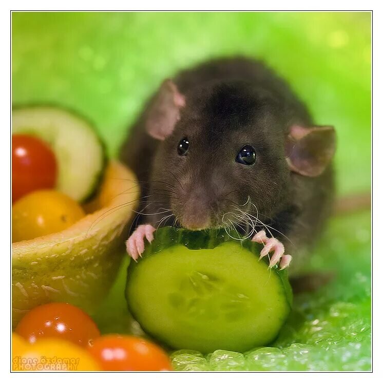 Пример полезного угощения. Разве что размер большеват :)