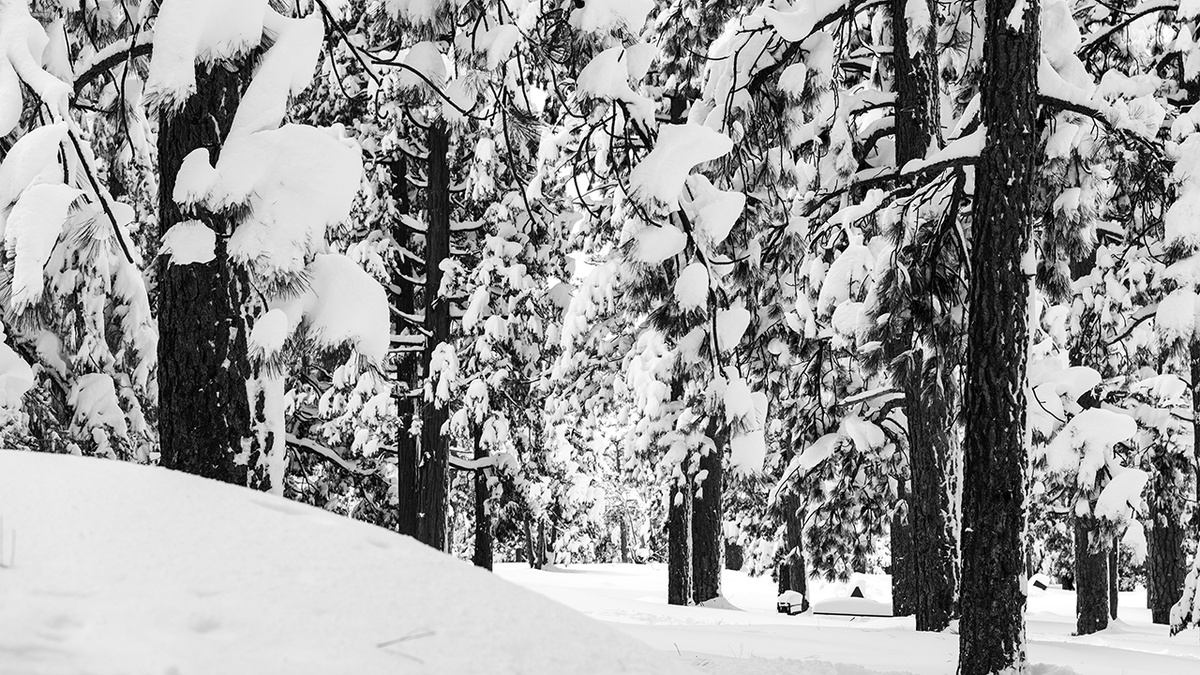   A landscape of a forest surrounded by trees covered with the snow under sunlight