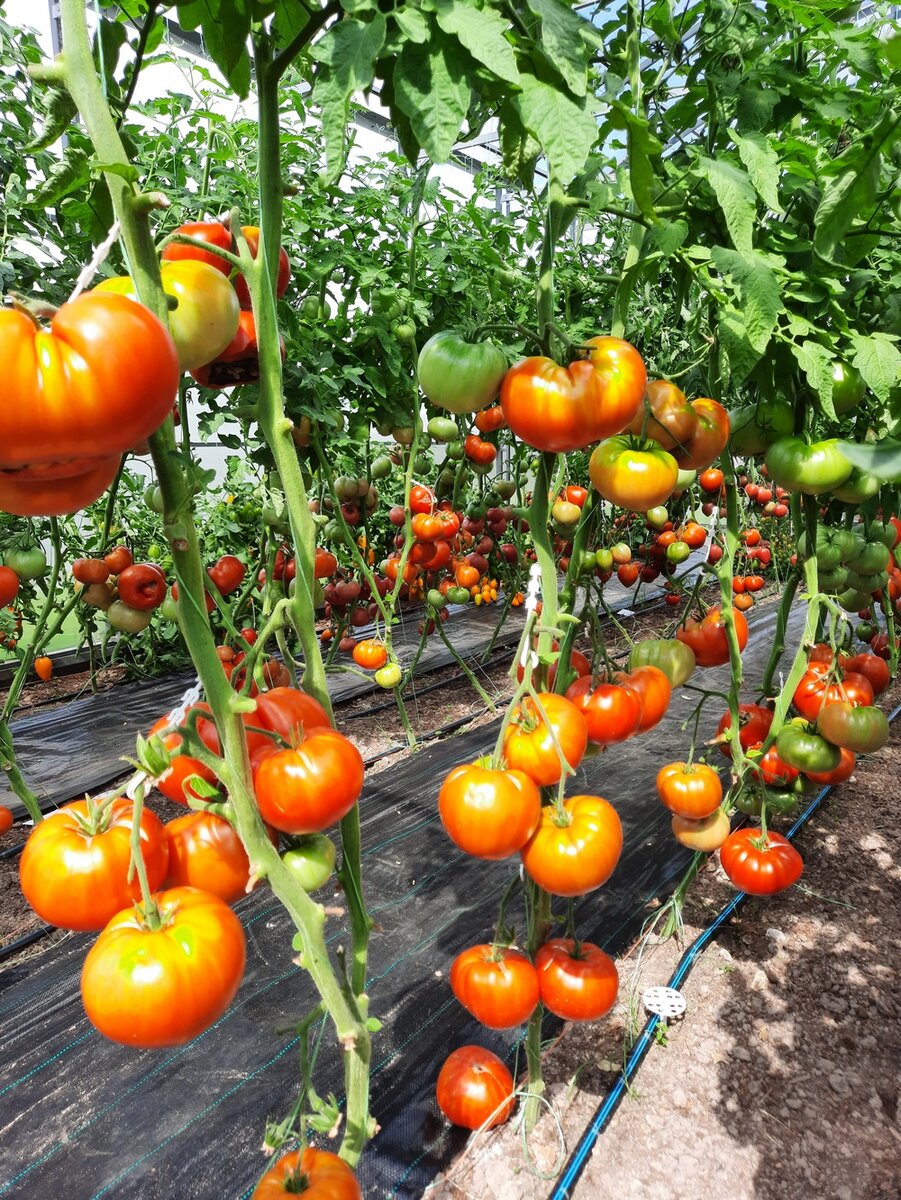 Проверенный сорт томатов Красный король