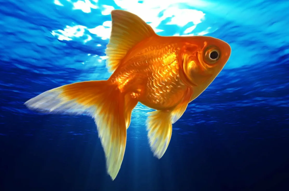 Золотая рыбка