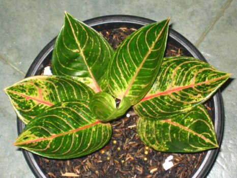 Aglaonema King of Siam