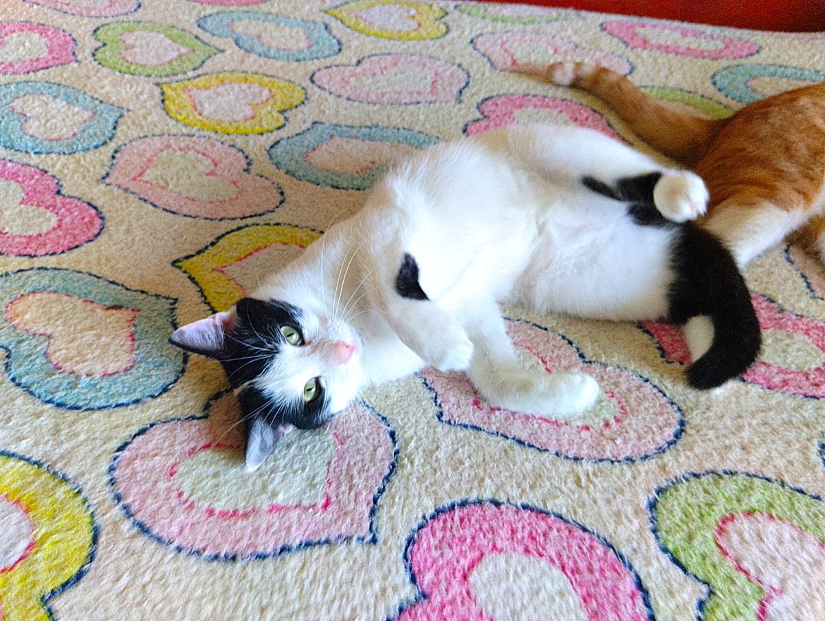 Ласковая, умная, общительная, миниатюрная как котёнок, а никто не берёт. Авторитетные котики говорят, это из-за окраса. Обычный он у меня. А двуногие умеют судить только по внешним признакам, внутренних не понимают(