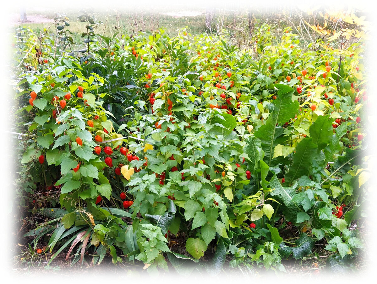 Пусть будет физалис и ещё что-нибудь с большими листьями, как у хрена! 