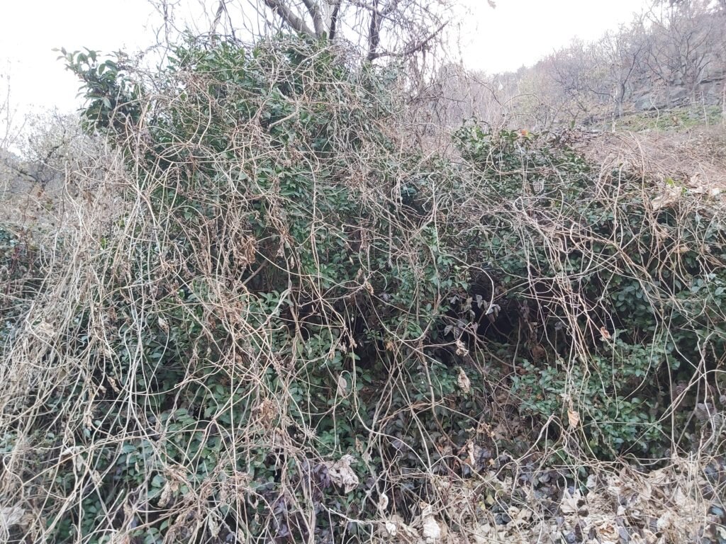 Кусты дикого корейского чая под другими растениями