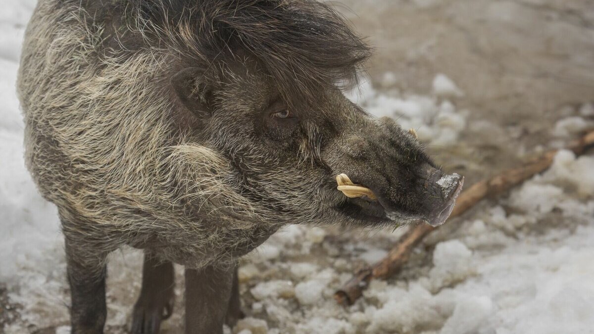     Во время зимней переписи численности обитателей тайги в конце декабря зафиксированы необычные следы в Большехехцирском заповеднике. По предварительной информации вес зверя, оставившего следы, может превышать 250 килогрмаммов.