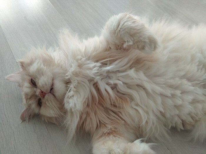 Кормите меняуу все!!!